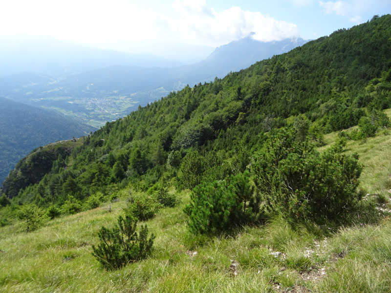 Rupicapra rupicapra.....dal Trentino Alto Adige